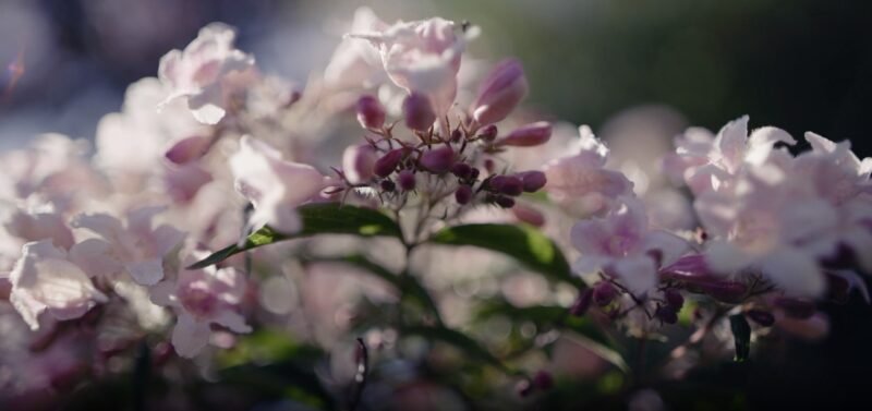 Natural Way Treat Leucorrhoea Indian Lilac Neem